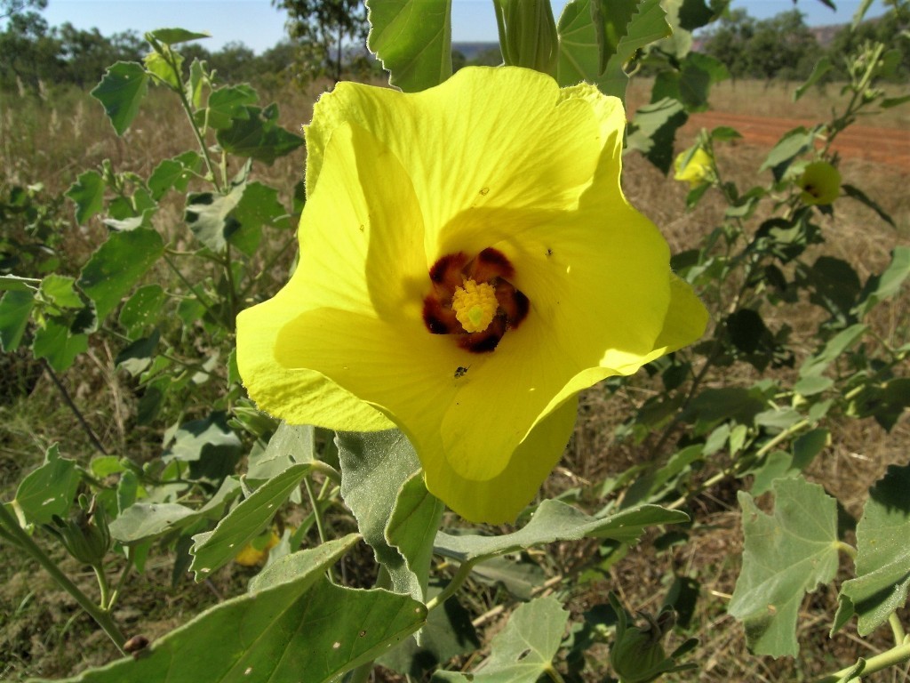 Hibiscus austrinus