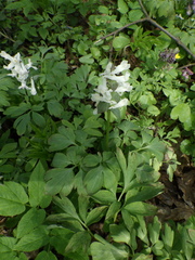 Corydalis cava cava