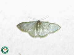 Chloropteryx stigmatica