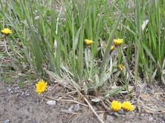 Taraxacum palustre