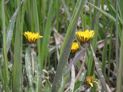 Taraxacum palustre
