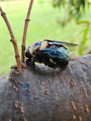 Xylocopa grisescens