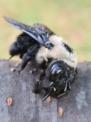 Xylocopa grisescens