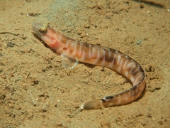 Plectobranchus evides