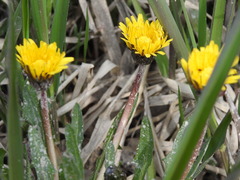 Taraxacum palustre