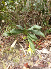 Angraecum sesquipedale image