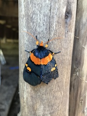 Egybolis vaillantina