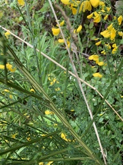 Cytisus scoparius