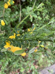 Cytisus scoparius