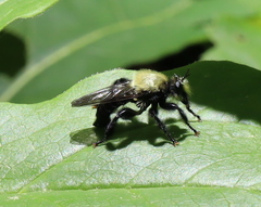 Laphria flavicollis