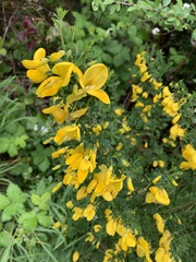 Cytisus scoparius