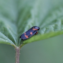 Cercopis intermedia