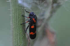 Cercopis intermedia
