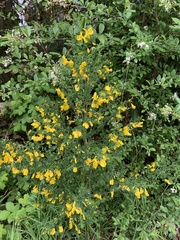 Cytisus scoparius