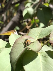 Andrena