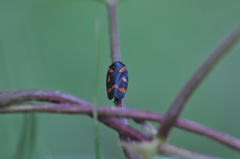 Cercopis intermedia