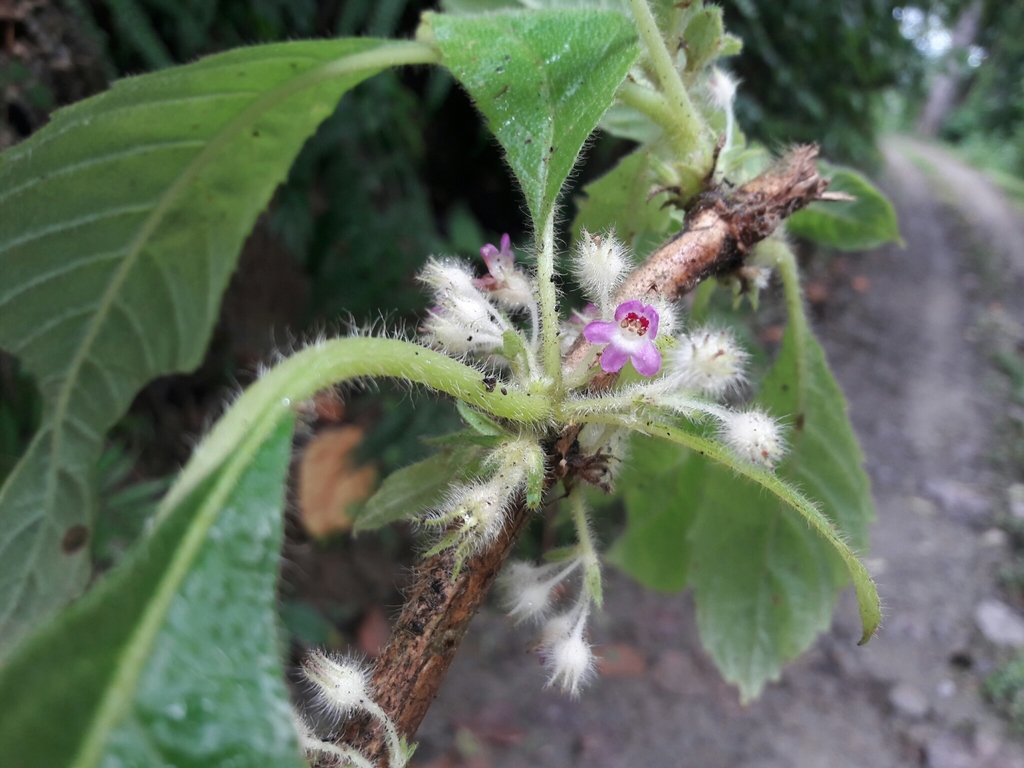 Rhynchotechum vestitum (Rhynchotechum vestitum)
