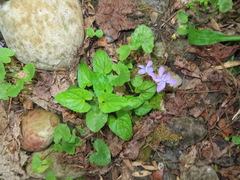 Viola affinis
