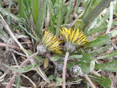 Taraxacum palustre