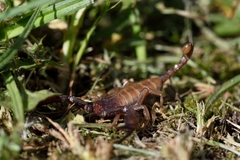Euscorpius aquilejensis