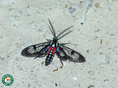 Poecilosoma eone