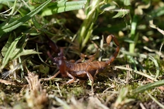 Euscorpius aquilejensis