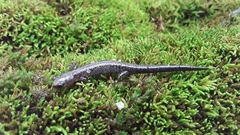 Plethodon dorsalis