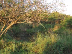 Hylambates maculatus