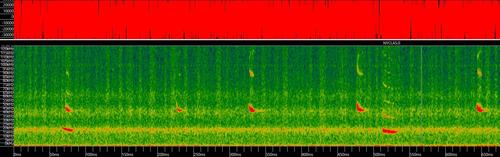 Greater Noctule Bat