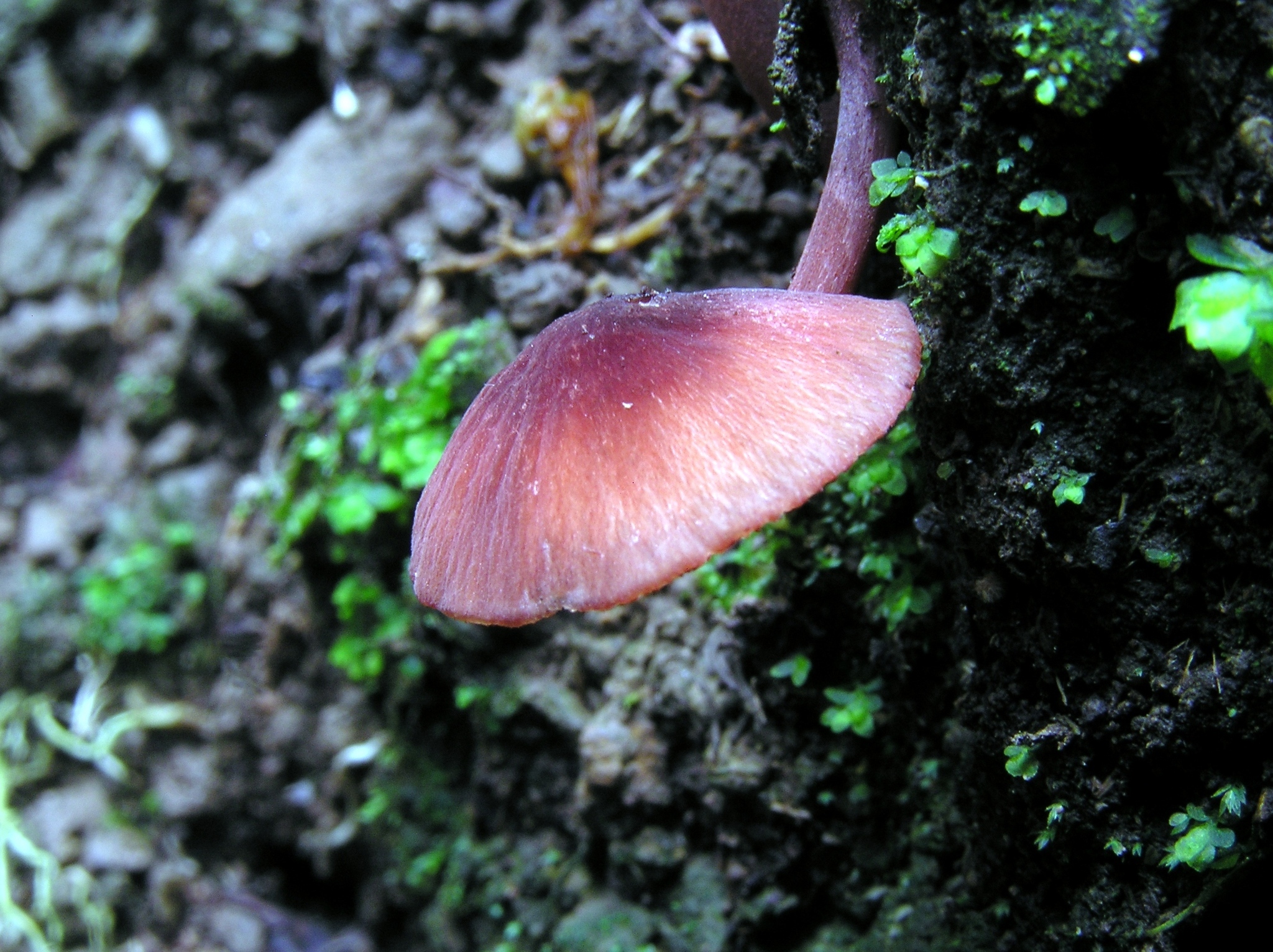 Mycena rubroglobulosa image