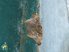 Paragonia procidaria