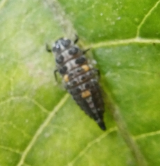 Adalia bipunctata