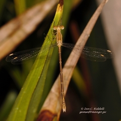 Lestes plagiatus