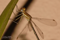 Lestes plagiatus