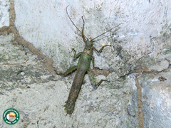 Prisopus sacratus