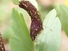 Puccinia singularis