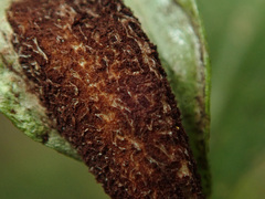 Puccinia singularis