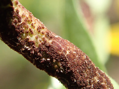 Puccinia singularis
