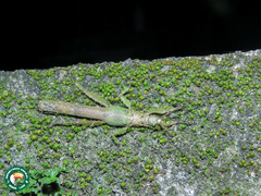 Prisopus sacratus