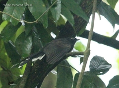 Rhipidura albicollis