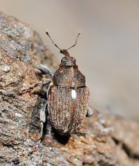 Glocianus