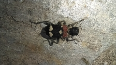 Coleoptera