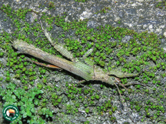 Prisopus sacratus