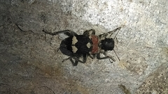 Coleoptera