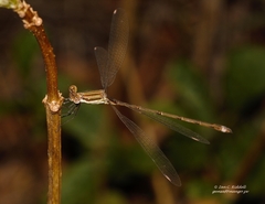 Lestes virgatus