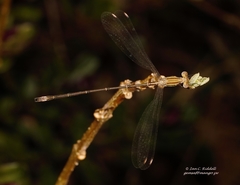 Lestes virgatus
