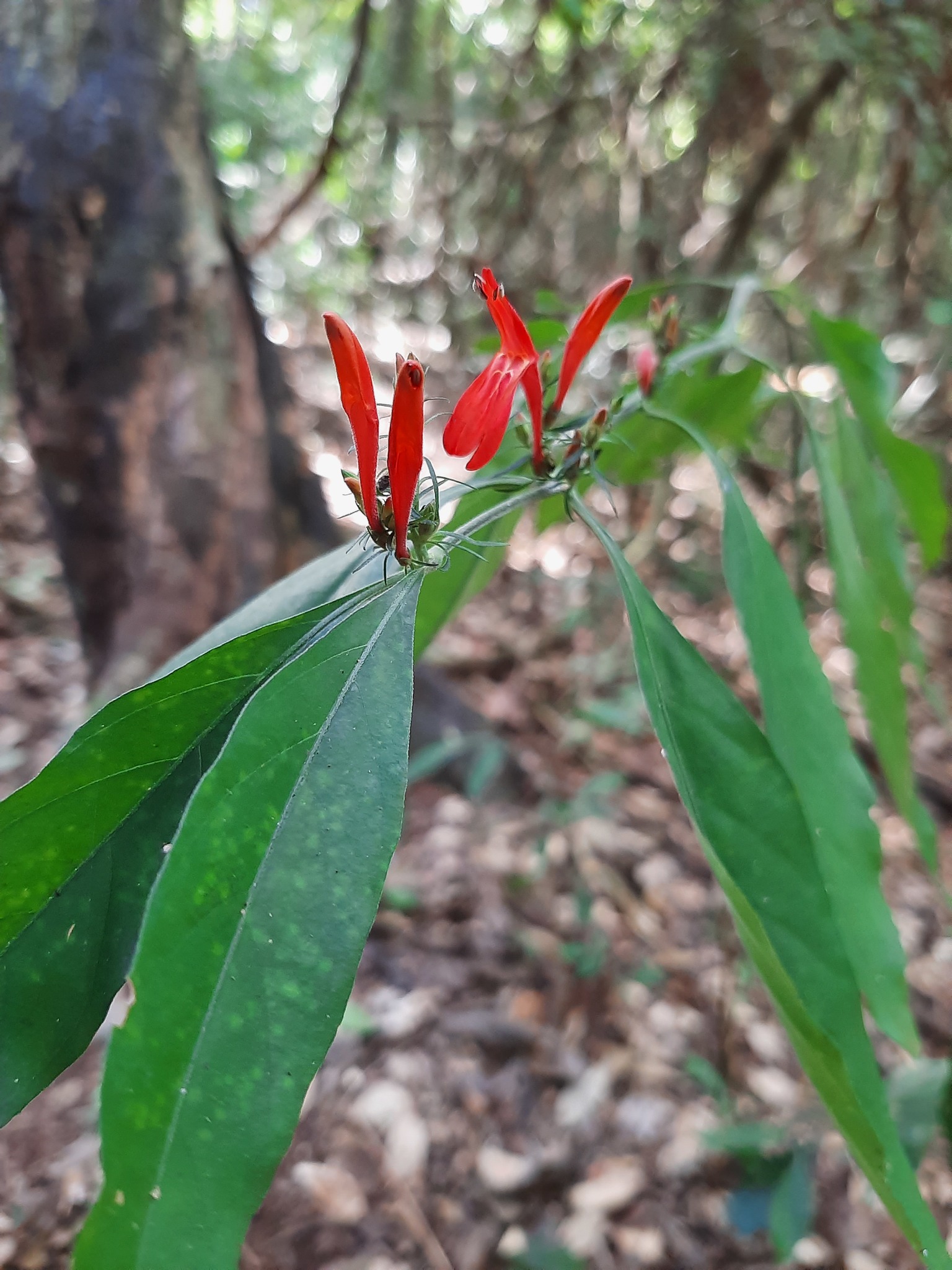 Justicia brasiliana