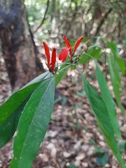 Justicia brasiliana