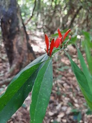 Justicia brasiliana