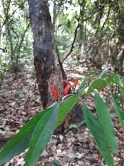 Justicia brasiliana